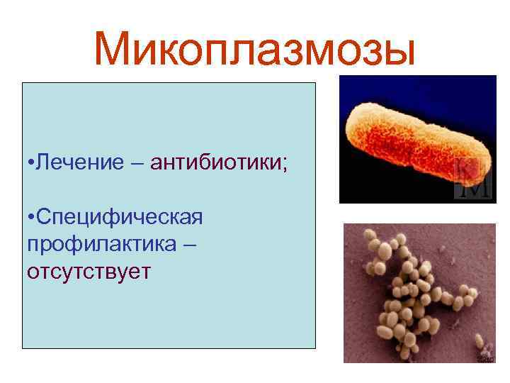 Микоплазмозы • Лечение – антибиотики; • Специфическая профилактика – отсутствует 