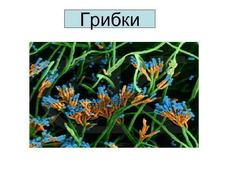 Грибки 