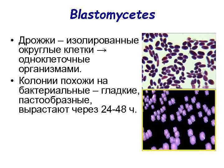 Blastomycetes • Дрожжи – изолированные округлые клетки → одноклеточные организмами. • Колонии похожи на