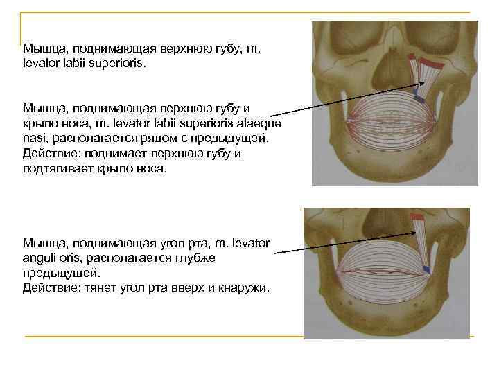 Мышца, поднимающая верхнюю губу, m. levalor labii superioris. Мышца, поднимающая верхнюю губу и крыло