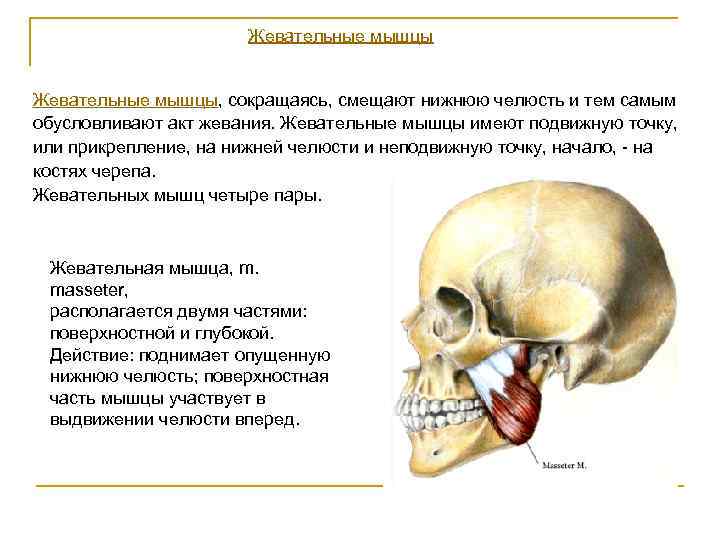 Мышцы поднимающие и опускающие нижнюю. Мышцы поднимающие и опускающие нижнюю челюсть. Мышцы выдвигающие нижнюю челюсть вперед. Мышцы опускающие нижнюю челюсть. Мышцы участвующие в движении нижней челюсти.