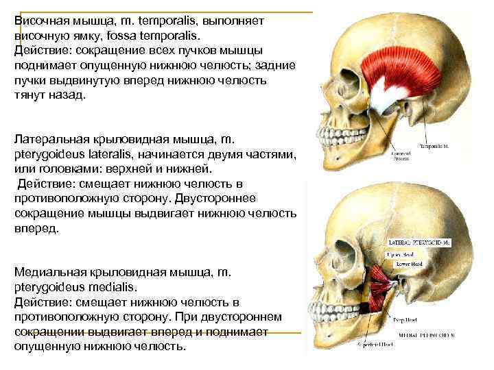 Мышца действующая на нижнюю челюсть. Мышцы выдвигающие нижнюю челюсть вперед. Мышцы выдвигающие нижнюю челюсть. Перечислите мышцы поднимающие нижнюю челюсть. Мышцы поднимающие и опускающие нижнюю челюсть.