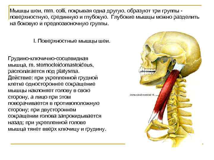 Мышцы шеи, mm. colli, покрывая одна другую, образуют три группы поверхностную, срединную и глубокую.