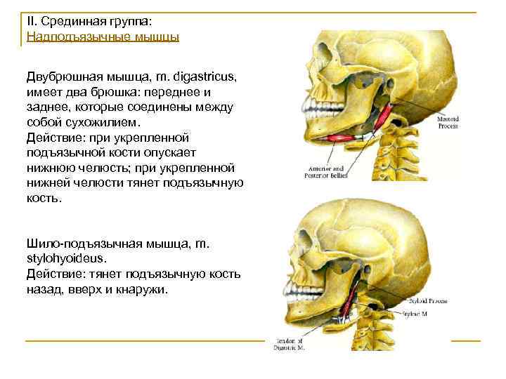 Двубрюшная мышца. Двубрюшная мышца m. digastricus. Заднее брюшко двубрюшной мышцы. Надподъязычные мышцы двубрюшная мышца. Переднее брюшко двубрюшной мышцы.