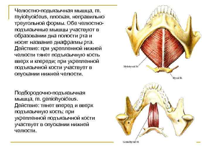 Рот дна. Мышцы дна нижней челюсти. Мышцы участвующие в рупскании нижней челюсти. Мышцы дна полости рта анатомия. Мышцы диафрагмы дна полости рта.