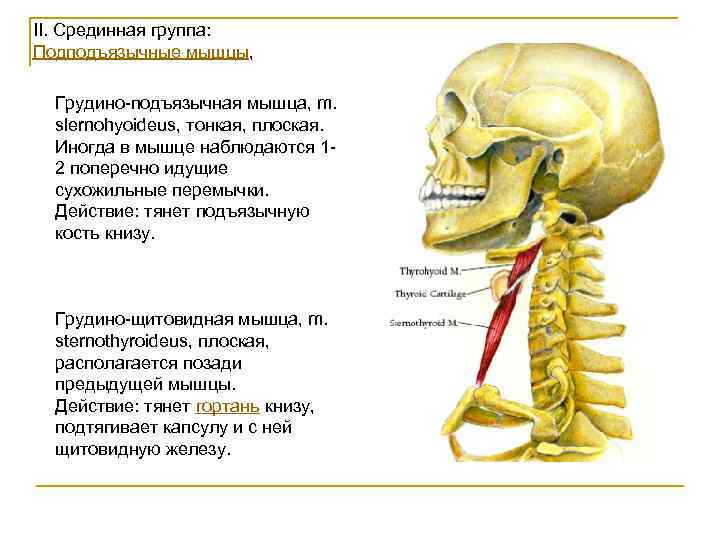 II. Срединная группа: Подподъязычные мышцы, Грудино-подъязычная мышца, m. slernohyoideus, тонкая, плоская. Иногда в мышце