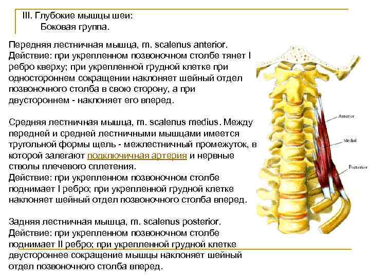 III. Глубокие мышцы шеи: Боковая группа. Передняя лестничная мышца, m. scalenus anterior. Действие: при
