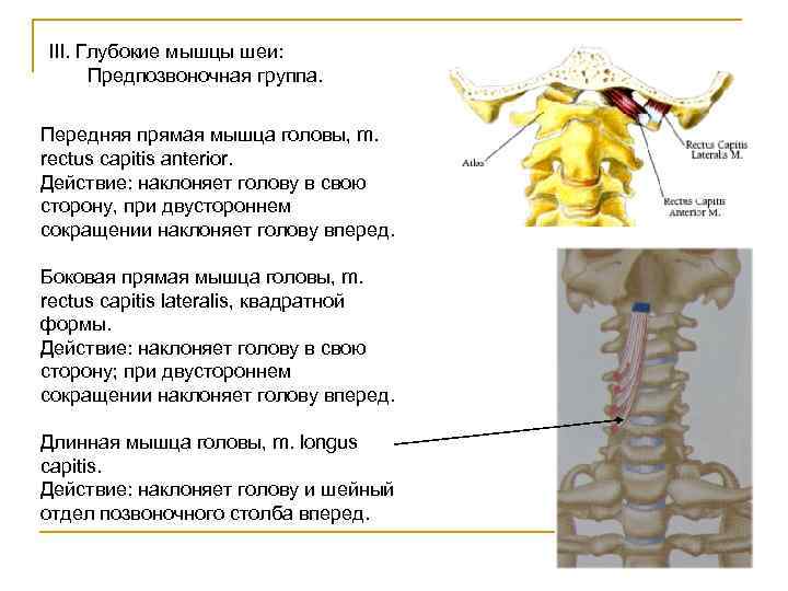 Прямые мышцы шеи. Передняя прямая мышца головы. Передняя и латеральная прямая мышца головы. Латеральная прямая мышца головы. Боковая прямая мышца головы.