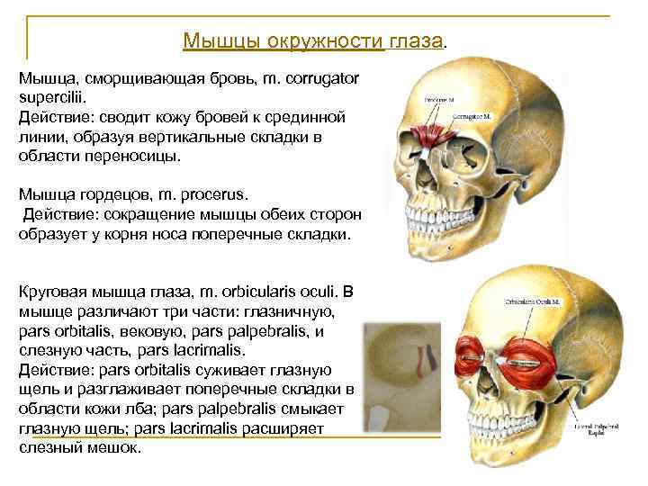 Мышцы века. Мышца сморщивающая бровь анатомия. Мышца сморщивания бровей. Мышца сморщиваются бровь. Мыщцы сморшиваюшая бровь.