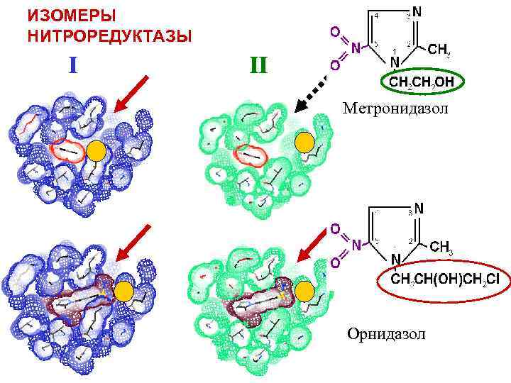 ИЗОМЕРЫ НИТРОРЕДУКТАЗЫ I II Метронидазол Орнидазол 