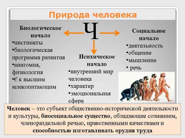 Природа человека Ч Биологическое Социальное начало • инстинкты • деятельность • биологическая • общение