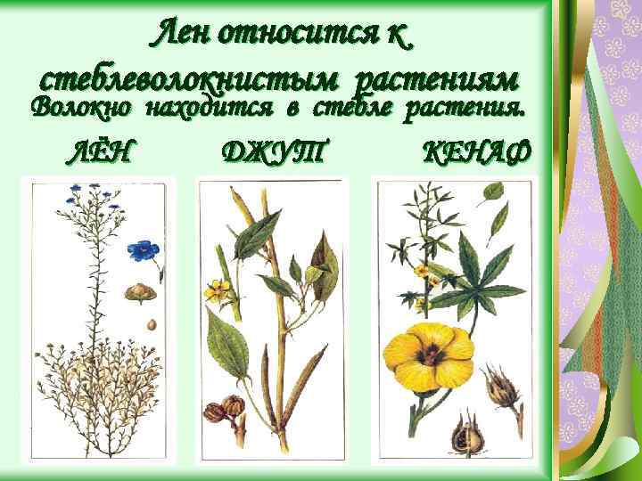 Лен относится к стеблеволокнистым растениям Волокно находится в стебле растения. ЛЁН ДЖУТ КЕНАФ 