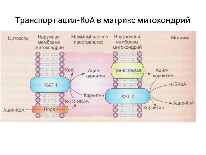 Энергетический обмен в митохондриях