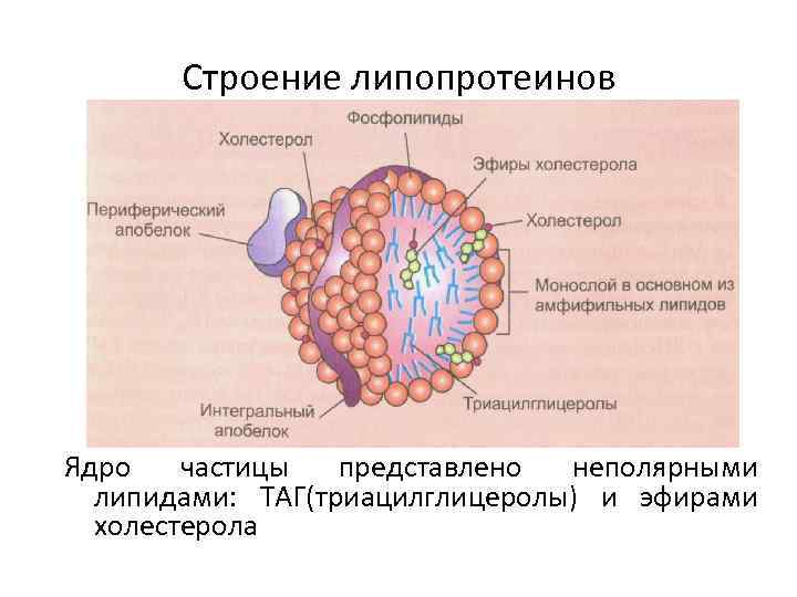 Схема строения липопротеинов