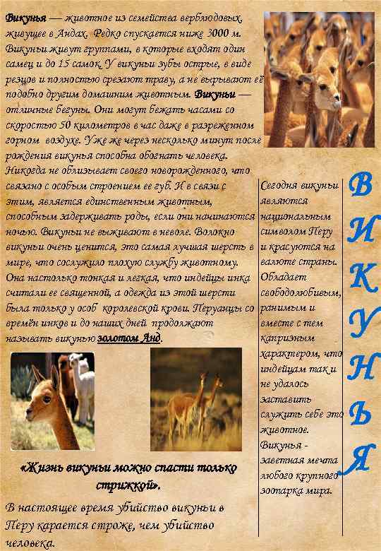 Викунья — животное из семейства верблюдовых, живущее в Андах. Редко спускается ниже 3000 м.