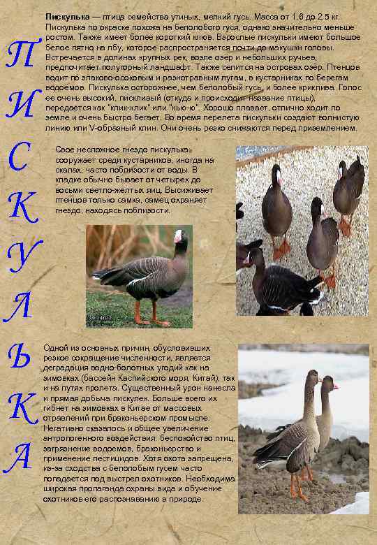 П И С К У Л Ь К А Пискулька — птица семейства утиных,