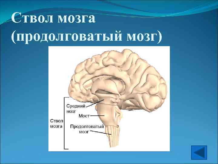 Ствол мозга (продолговатый мозг) 