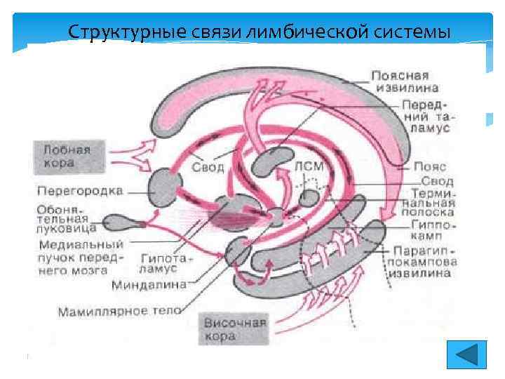 Структурные связи лимбической системы 