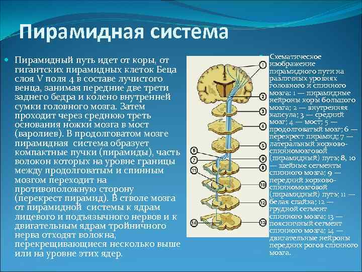 Пирамидная система Пирамидный путь идет от коры, от гигантских пирамидных клеток Беца слоя V