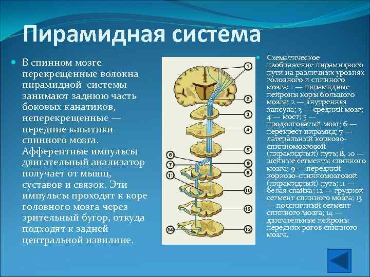 Пирамидная система В спинном мозге перекрещенные волокна пирамидной системы занимают заднюю часть боковых канатиков,