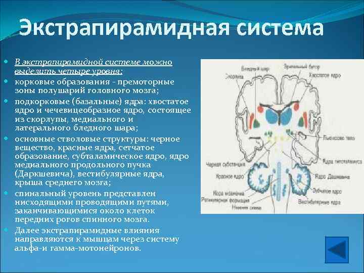 Экстрапирамидная система В экстрапирамидной системе можно выделить четыре уровня: корковые образования - премоторные зоны