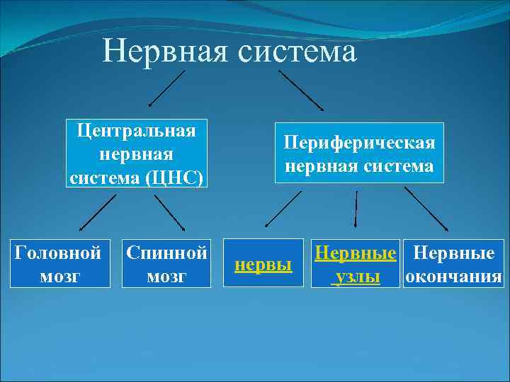  Нервная система Центральная нервная система (ЦНС) Головной мозг Спинной мозг Периферическая нервная система