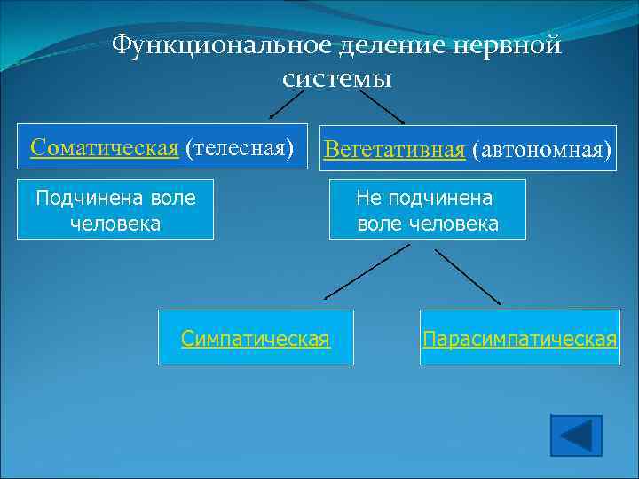 Функциональное деление нервной системы Соматическая (телесная) Вегетативная (автономная) Подчинена воле человека Симпатическая Не подчинена