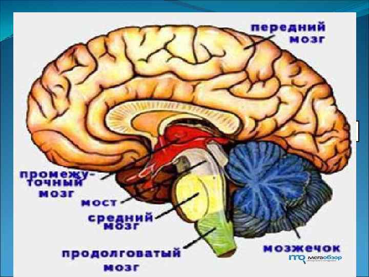  Центральная нервная система (ЦНС) человека состоит из нервных клеток их отростков. ЦНС как