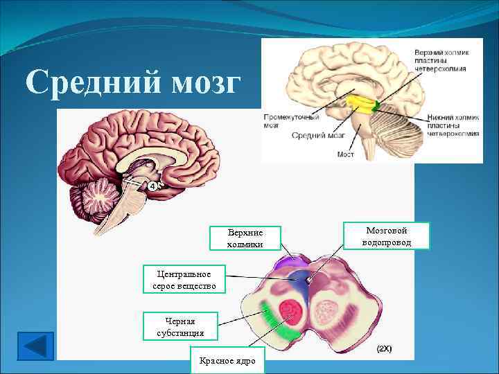 Средний мозг Верхние холмики Центральное серое вещество Черная субстанция Красное ядро Мозговой водопровод 