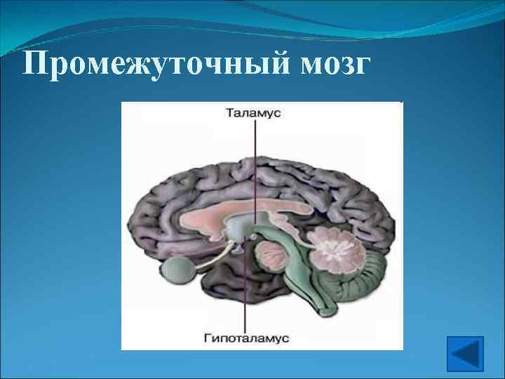 Промежуточный мозг 