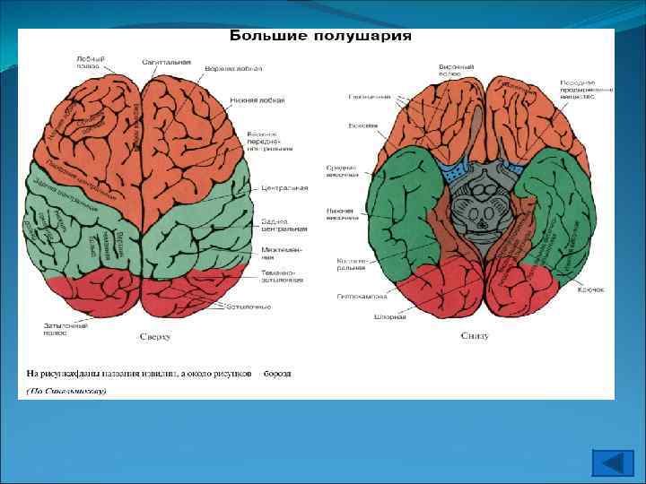 Передний мозг Левое полушарие Правое полушарие 