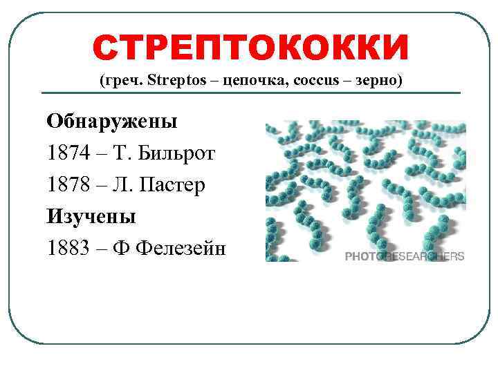 СТРЕПТОКОККИ (греч. Streptos – цепочка, coccus – зерно) Обнаружены 1874 – Т. Бильрот 1878