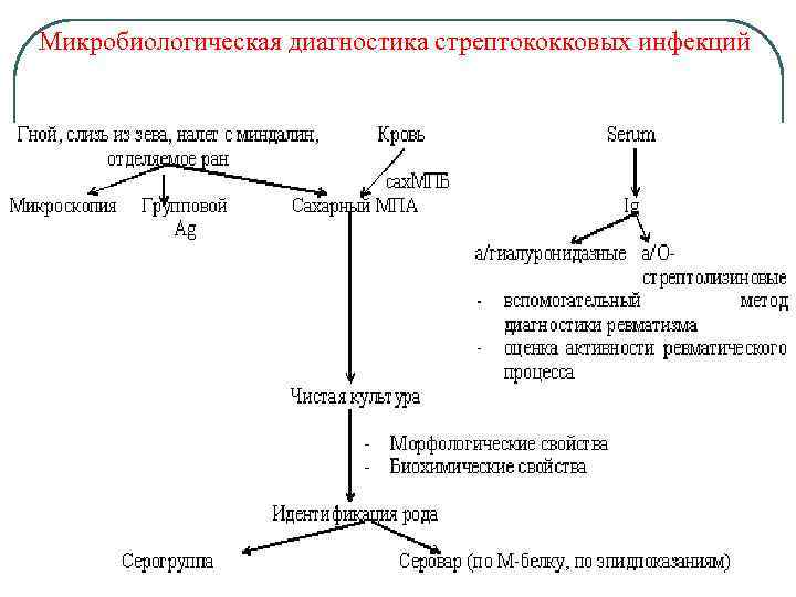 Микробиологическая диагностика стрептококковых инфекций 