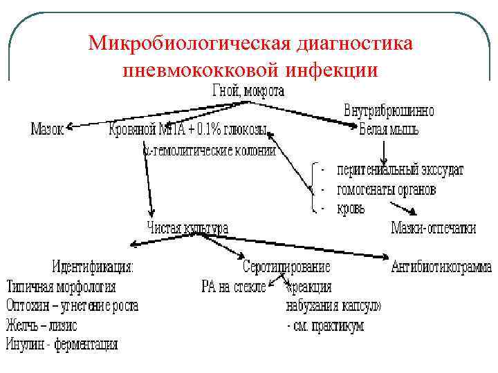 Микробиологическая диагностика пневмококковой инфекции 