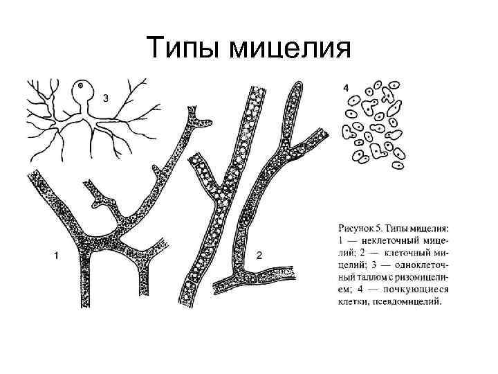 Типы мицелия 