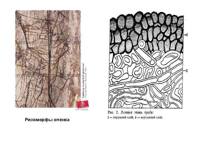 Ризоморфы опенка 