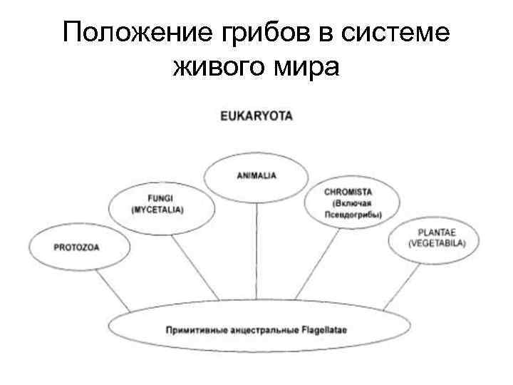 Положение грибов в системе живого мира 