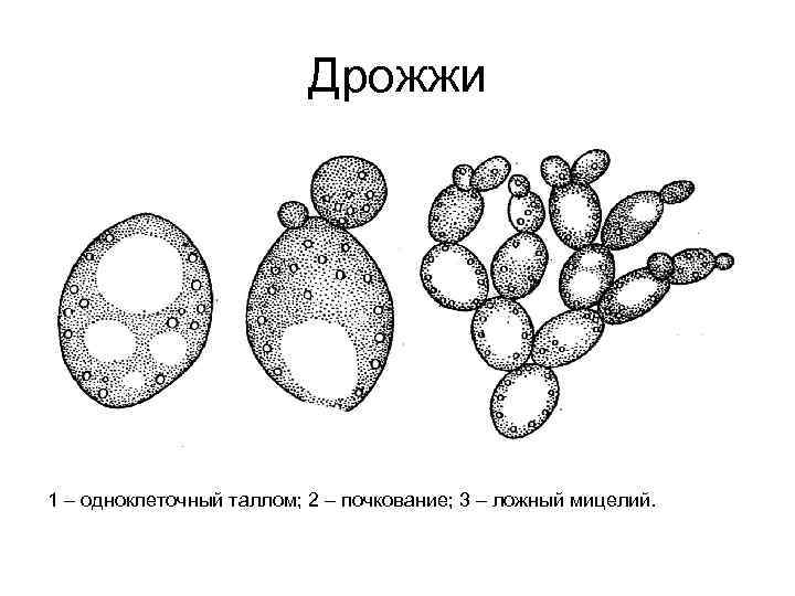 Рассмотрите рисунок с изображением дрожжей