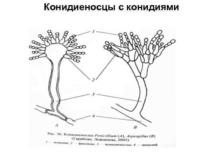 Конидиеносцы с конидиями 