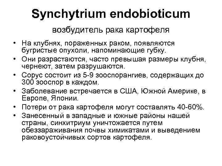 Synchytrium endobioticum возбудитель рака картофеля • На клубнях, пораженных раком, появляются бугристые опухоли, напоминающие