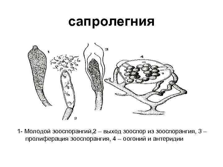 сапролегния 1 - Молодой зооспорангий, 2 – выход зооспор из зооспорангия, 3 – пролиферация