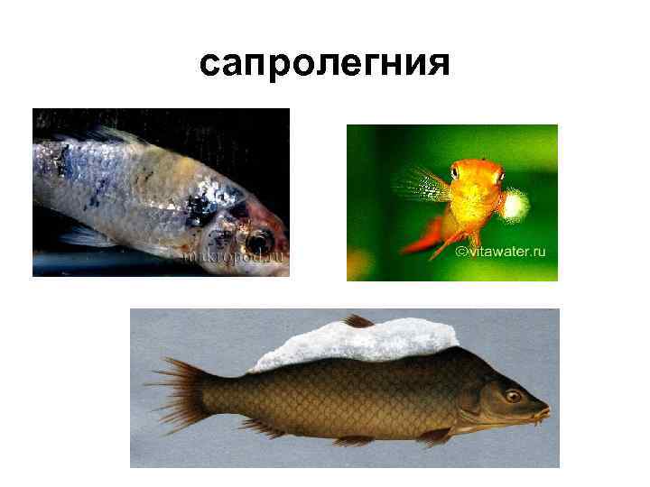 сапролегния 