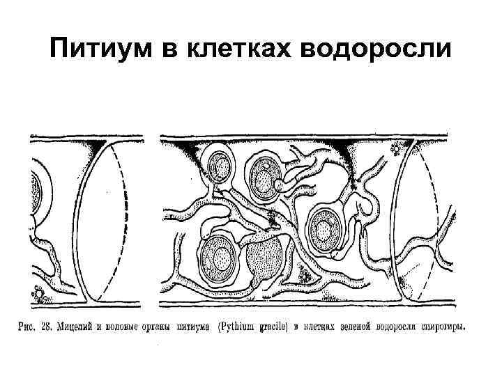 Питиум в клетках водоросли 