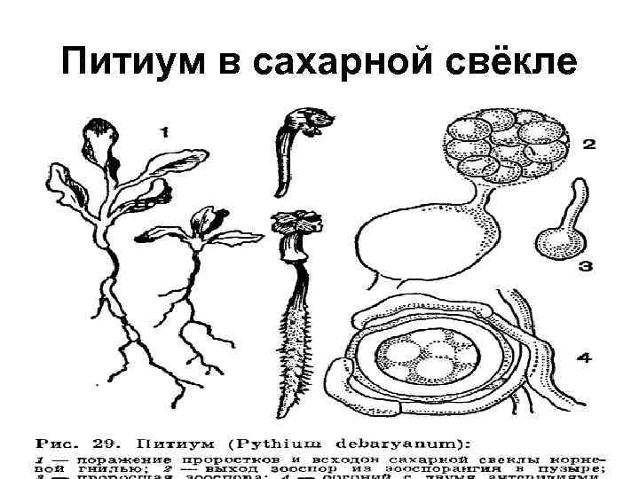 Питиум в сахарной свёкле 