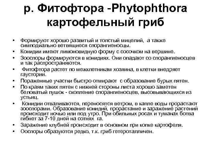 р. Фитофтора -Phytophthora картофельный гриб • • • Формируют хорошо развитый и толстый мицелий,