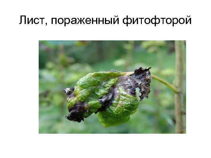 Лист, пораженный фитофторой 