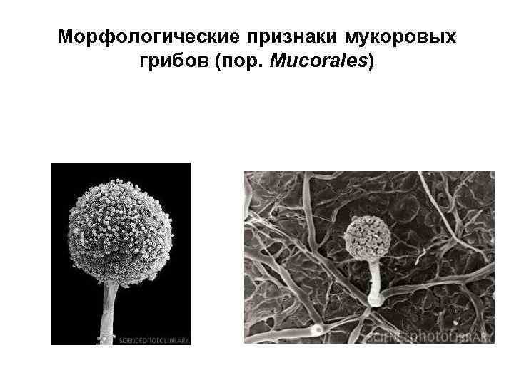 Морфологические признаки мукоровых грибов (пор. Mucorales) 