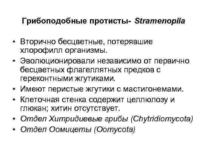 Грибоподобные протисты- Stramenopila • Вторично бесцветные, потерявшие хлорофилл организмы. • Эволюционировали независимо от первично