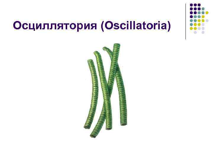 Осциллятория (Oscillatoria) 