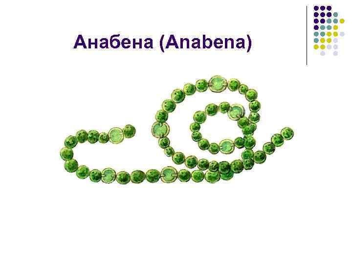 Анабена (Anabena) 